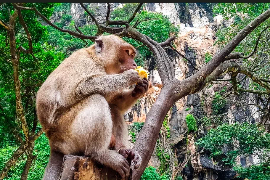 Crab-eating macaque sitting on a limestone cliff overlooking Phang Nga Bay