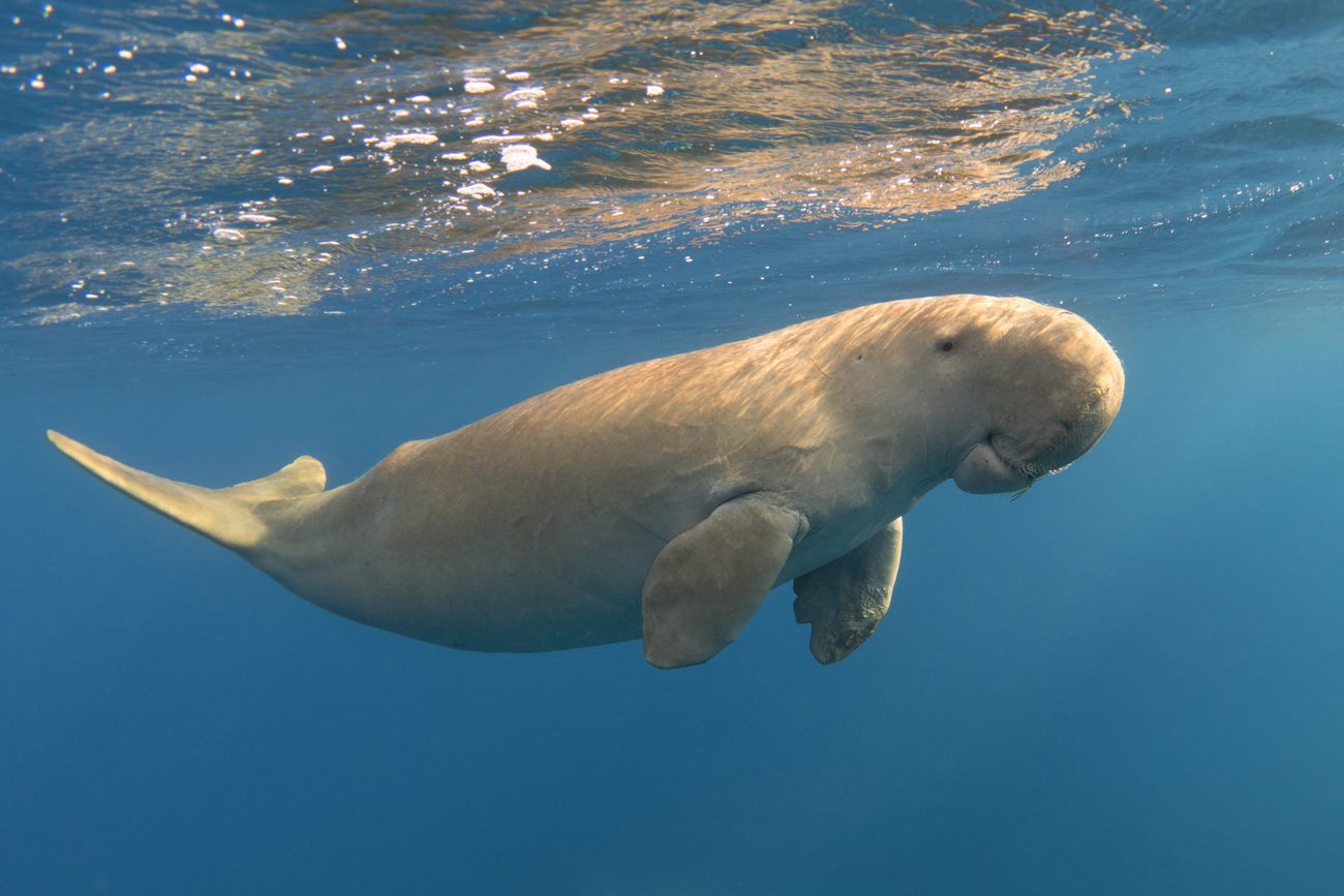 Dugong grazing on seagrass in shallow water, tail visible above surface